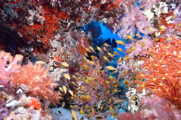 ソフトコーラルと魚