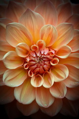Libre d& 39 une belle fleur de dahlia dans des tons pastel pêche abricot sur fond sombre