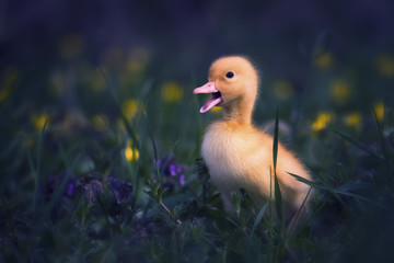 Little duck in the grass