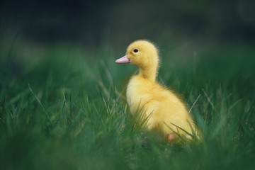 Little duck in the grass