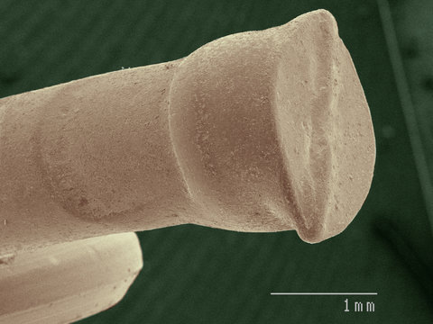 Coloured SEM Of Brad Nail Head