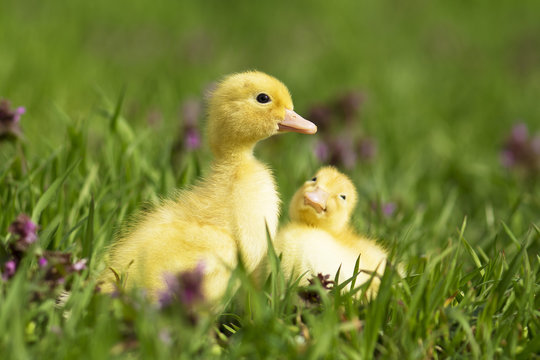 Little ducks in the grass