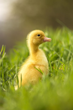 Little duck in the grass