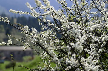 Spring. Branches of flowering apricots
