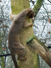 Fossa on tree