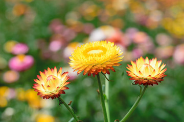 Naklejka premium Helichrysum or Straw flower