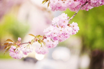 Sakura tree blooming in Spring
