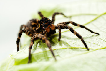 Black spider sitting on green leaf
