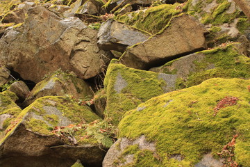 Bemooste Felsen im Bodetal bei Thale/ Harz