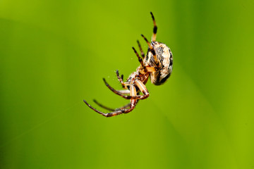 Spider on green background