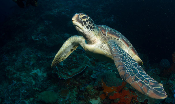 Turtle on coral reef.