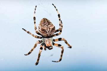 European garden spider