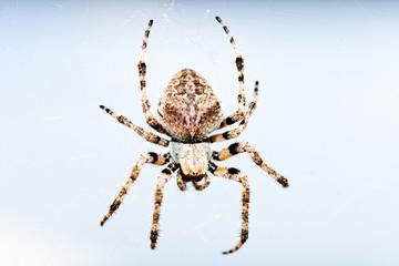 European garden spider