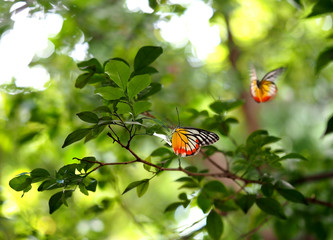 soft focus butterfly on green leaf in garden with ink brush effect painting, nature background, spring season