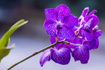 purple vanda orchid