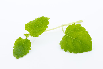 Fresh raw mint leaves isolated on white background