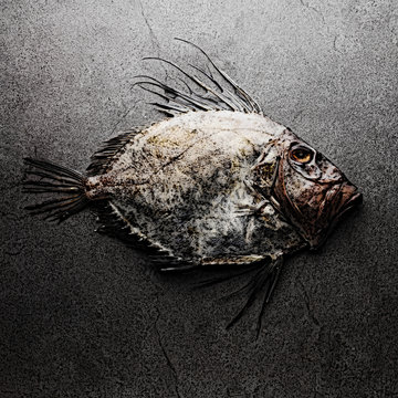 John Dory fish