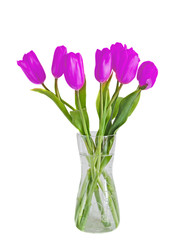 Violet, mauve tulips flowers in a transparent vase, green leaves, isolated on white background