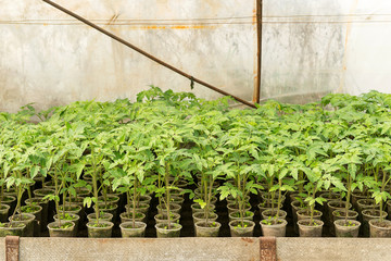 Tomato seedling before planting into the soil, greenhouse plants, drip irrigation, greenhouse cultivation of tomatoes in agriculture, hard-working farmer hands