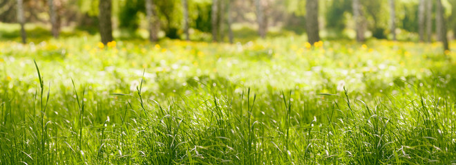 panorama grass in the forest in the spring