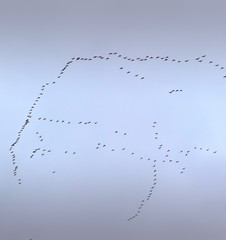 Zugvögel Formation am Himmel