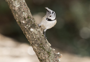 Crested tit (Parus cristatus) on a branch