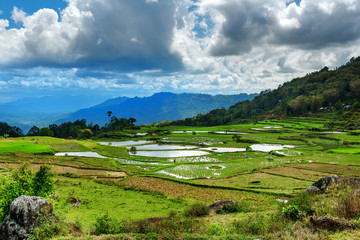 Fototapeta na wymiar Green rice field in Tana Toraja