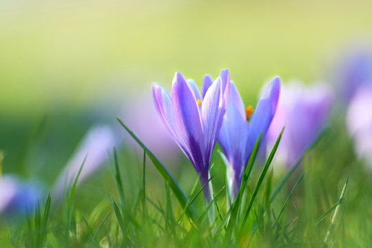 Krokusse bl&uuml;hen auf Fr&uuml;hlingswiese