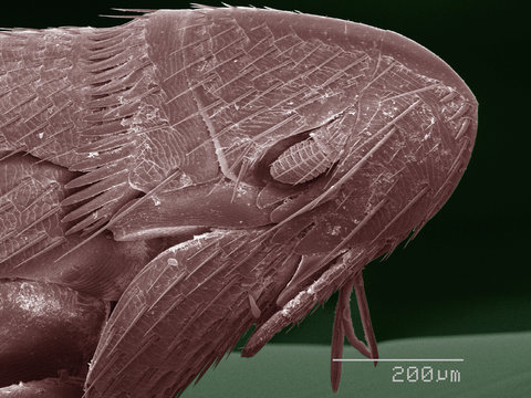 Coloured SEM of flea