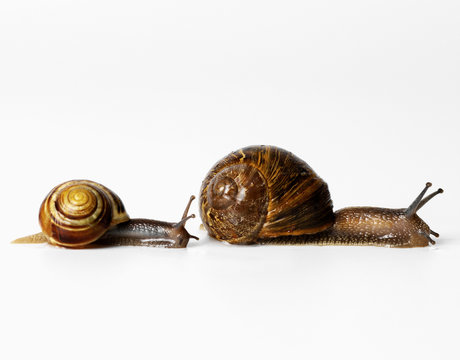 Two snails racing