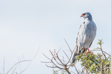 Southern Pale Chanting Goshawk