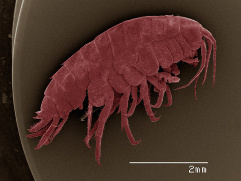 Coloured SEM of amphipod