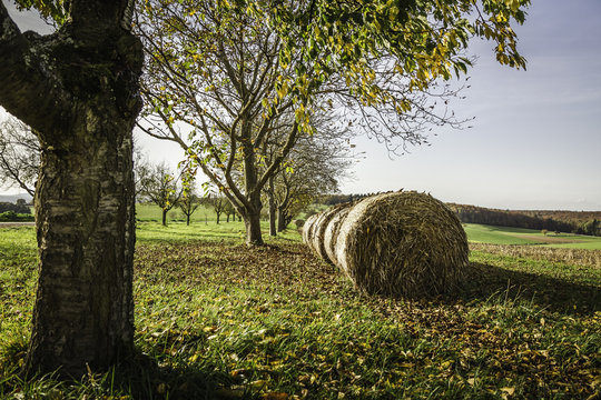 Round haystacks in a row in autumnal scene