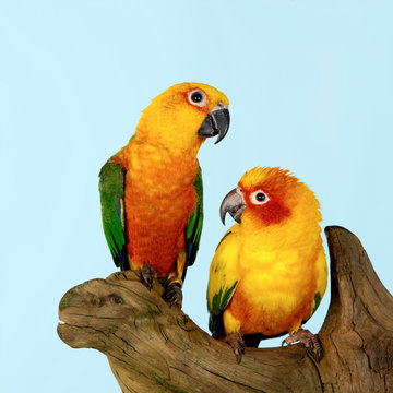 Sun Conure on tree stump