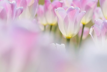 Fototapeta premium チューリップ