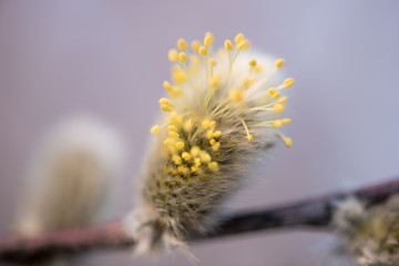 First buds of Goat Willow in spring