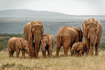Papier Peint photo Lavable Éléphant Elephant Family