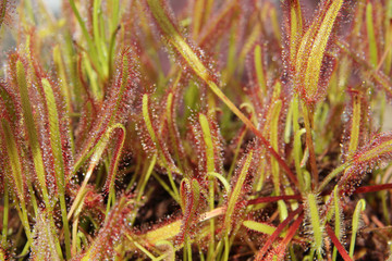 Drosera capensis