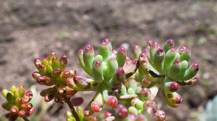 Succulent plant