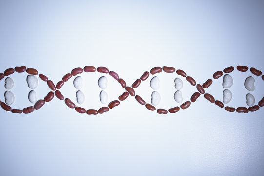 Still life of beans arranged in shape of a DNA strand (plant genetic research)