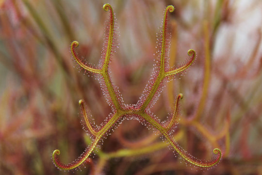 Drosera binata