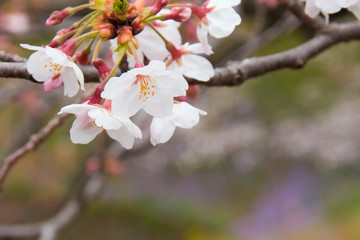 Cherry Blossoms