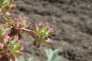 Succulent plant