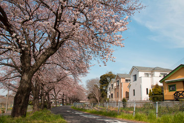 Sakura of Saitama City Minuma canal