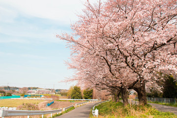 Fototapeta na wymiar Sakura of Saitama City Minuma canal