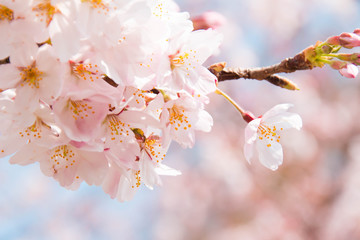 Cherry Blossoms