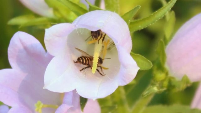 Bees are nectar from flowers