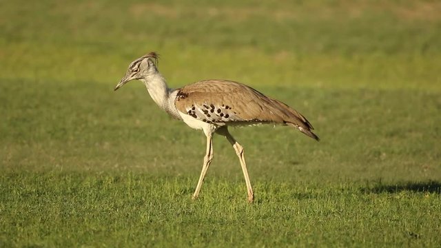 A kori bustard (Ardeotis kori) walking while foraging, Kalahari, South Africa