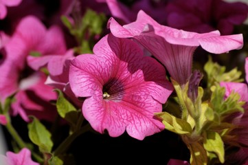 Petunia