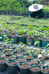 Worker with flower seedlings in pots.